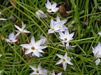 Ipheion uniflorum (fam. Alliacees) (Amerique du sud) (3) (Photo F. Mrugala)